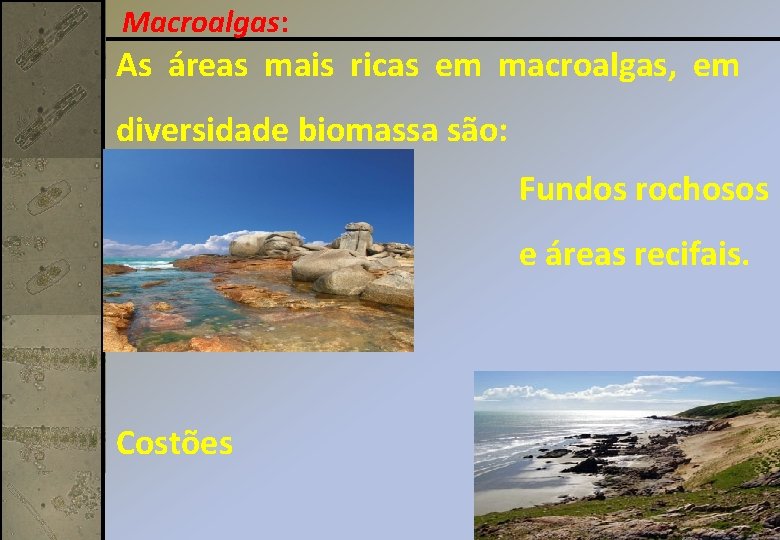 Macroalgas: As áreas mais ricas em macroalgas, em diversidade biomassa são: Fundos rochosos e