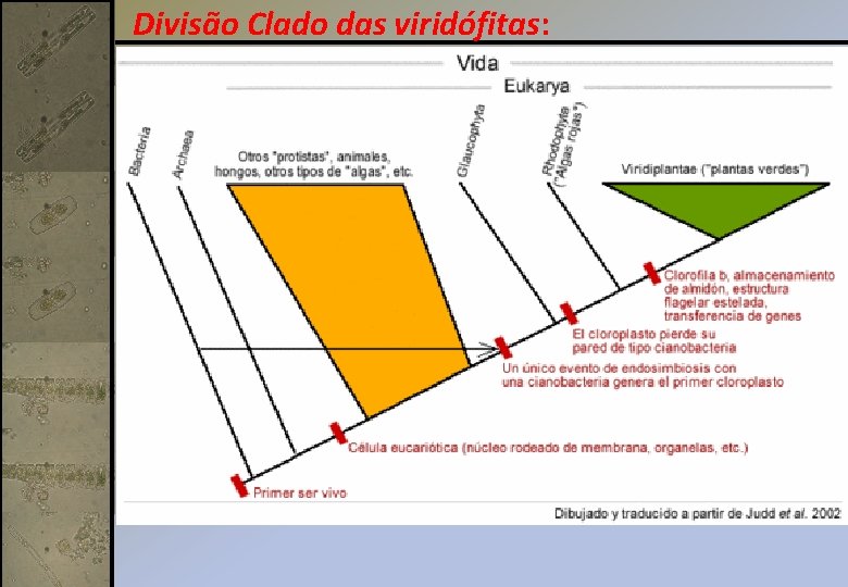 Divisão Clado das viridófitas: 