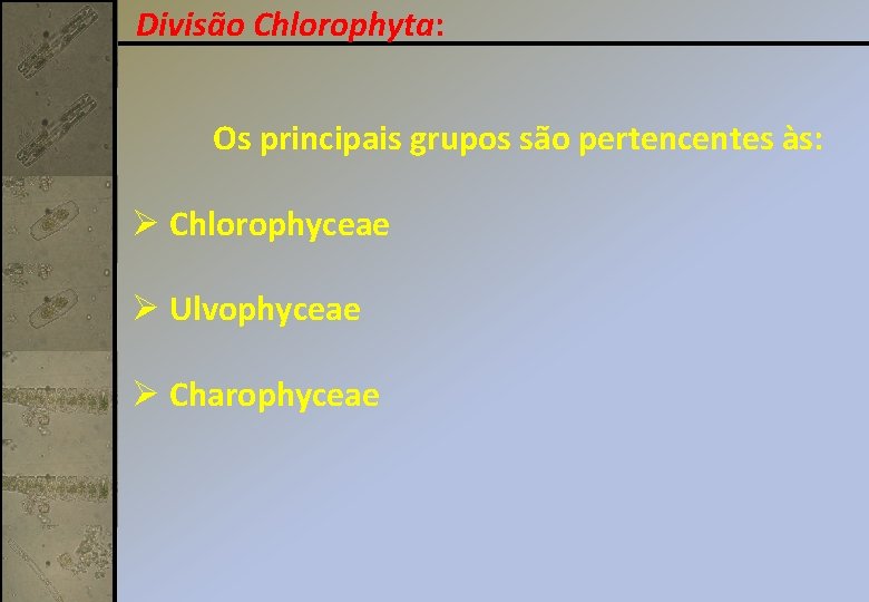 Divisão Chlorophyta: Os principais grupos são pertencentes às: Ø Chlorophyceae Ø Ulvophyceae Ø Charophyceae