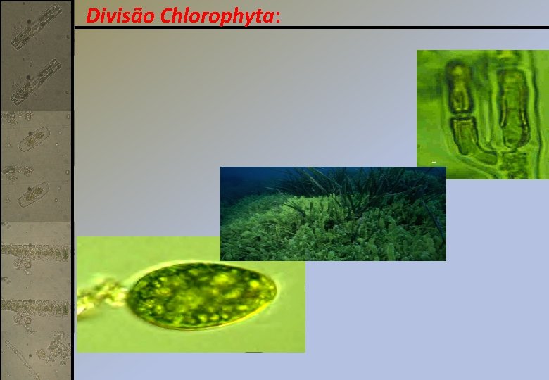 Divisão Chlorophyta: 