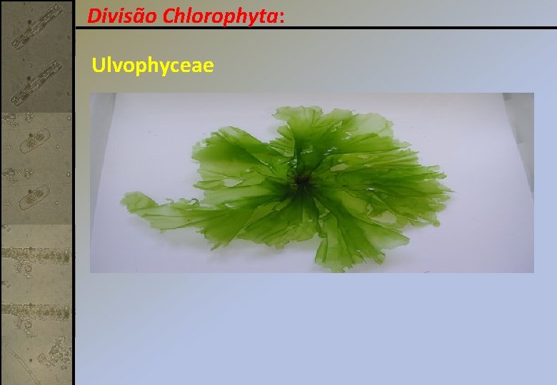 Divisão Chlorophyta: Ulvophyceae 