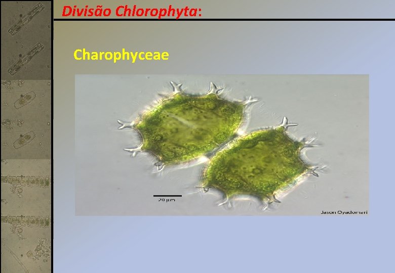 Divisão Chlorophyta: Charophyceae Divisão Chlorophyta: Charophyceae