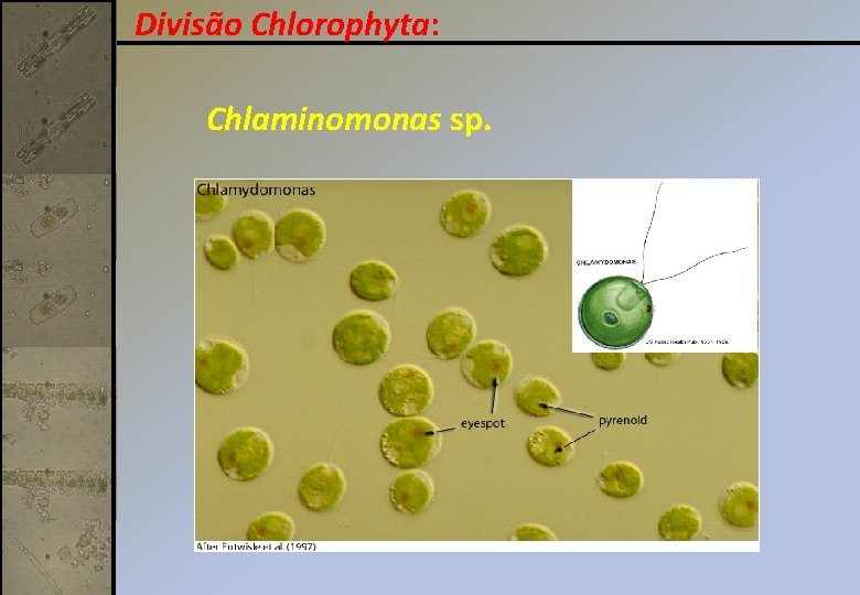 Divisão Chlorophyta: Chlaminomonas sp. 