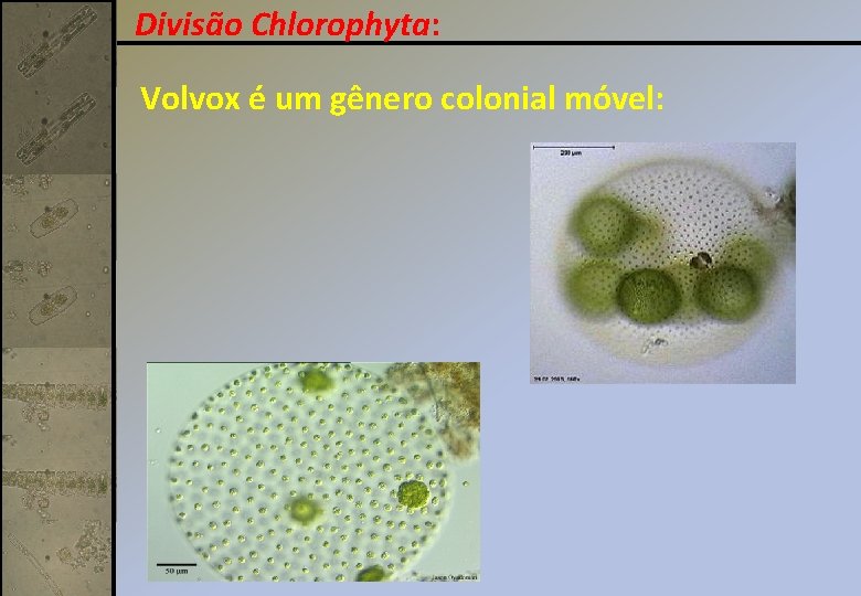 Divisão Chlorophyta: Volvox é um gênero colonial móvel: 