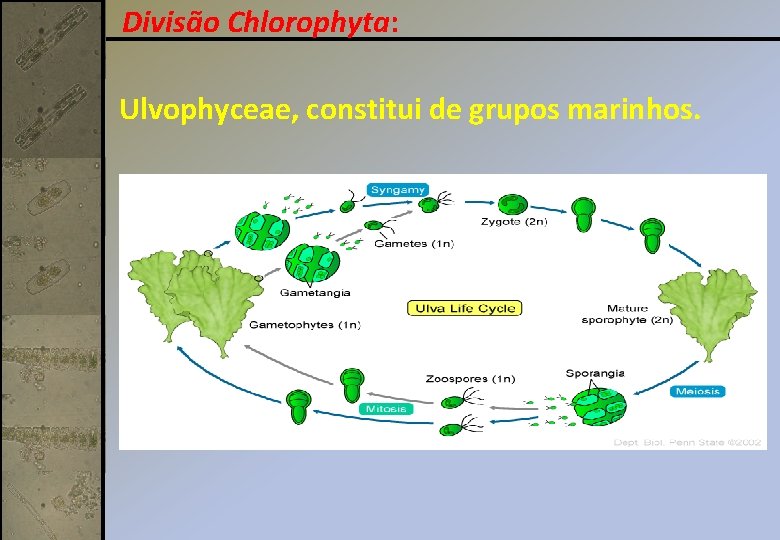 Divisão Chlorophyta: Ulvophyceae, constitui de grupos marinhos. 