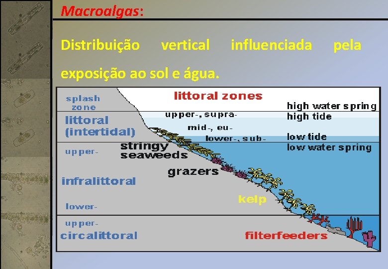 Macroalgas: Distribuição vertical exposição ao sol e água. influenciada pela 