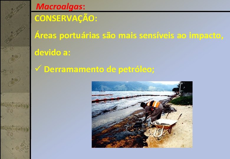 Macroalgas: CONSERVAÇÃO: Áreas portuárias são mais sensíveis ao impacto, devido a: ü Derramamento de