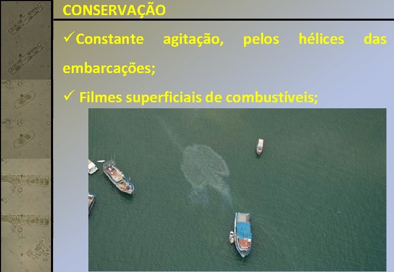 CONSERVAÇÃO üConstante agitação, pelos hélices embarcações; ü Filmes superficiais de combustíveis; das 