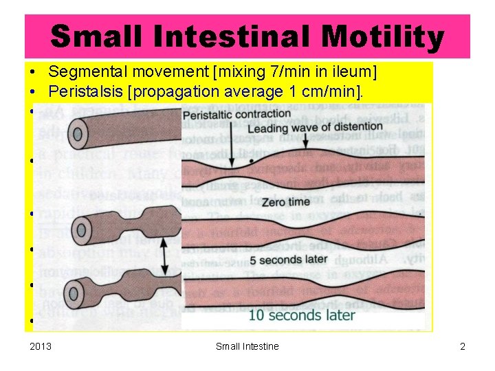 Small Intestinal Motility • Segmental movement [mixing 7/min in ileum] • Peristalsis [propagation average