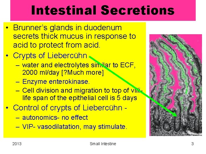 Intestinal Secretions • Brunner’s glands in duodenum secrets thick mucus in response to acid