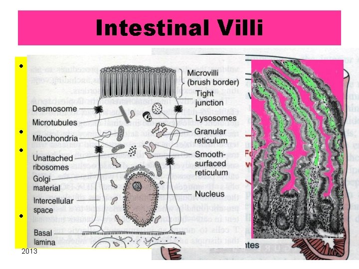 Intestinal Villi • Surface area: – Intestine [cylinder]– Valvulae c. – Villi- 0. 33