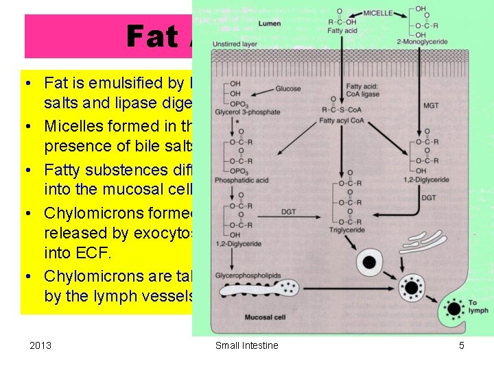 Fat Absorption • Fat is emulsified by bile salts and lipase digests it. •