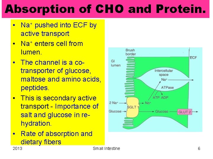 Absorption of CHO and Protein. • Na+ pushed into ECF by active transport •