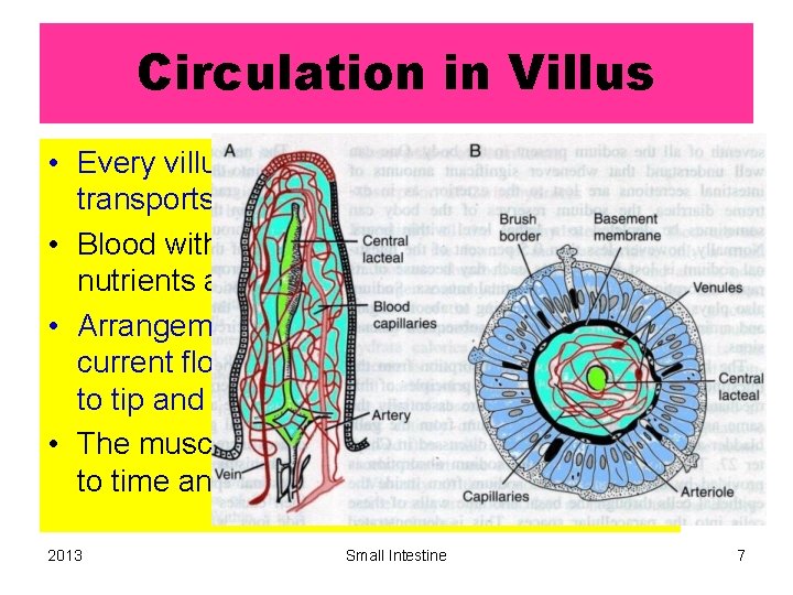 Circulation in Villus • Every villus has a central lacteal which transports chylomicrons. •