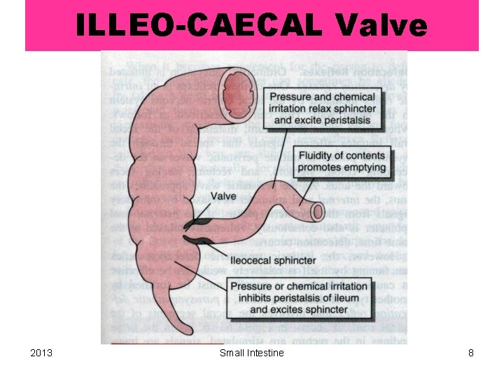 ILLEO-CAECAL Valve 2013 Small Intestine 8 