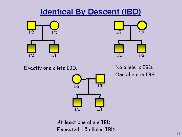 Identical By Descent (IBD) 1/2 1/3 1/2 1/1 1/2 1/3 No allele is IBD.