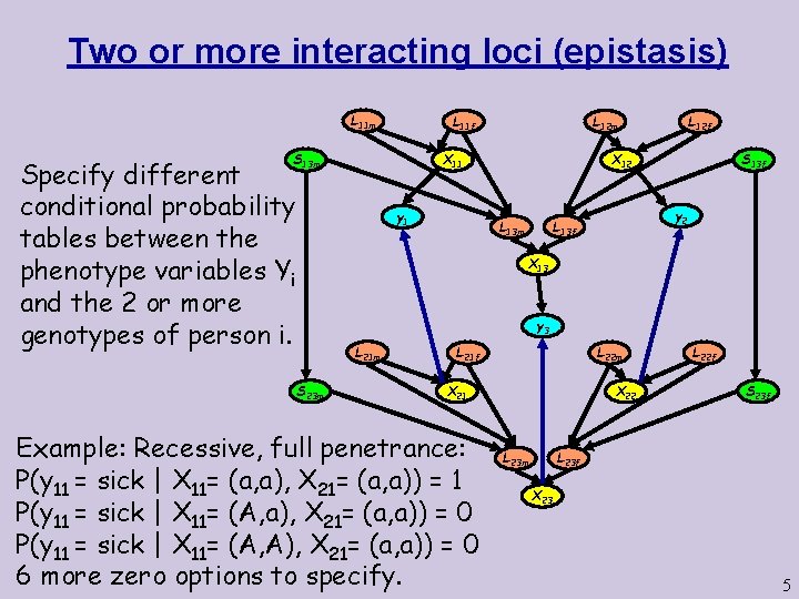 Two or more interacting loci (epistasis) L 11 m X 11 S 13 m