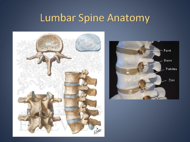 Lumbar Spine Anatomy Lumbar Spine Anatomy