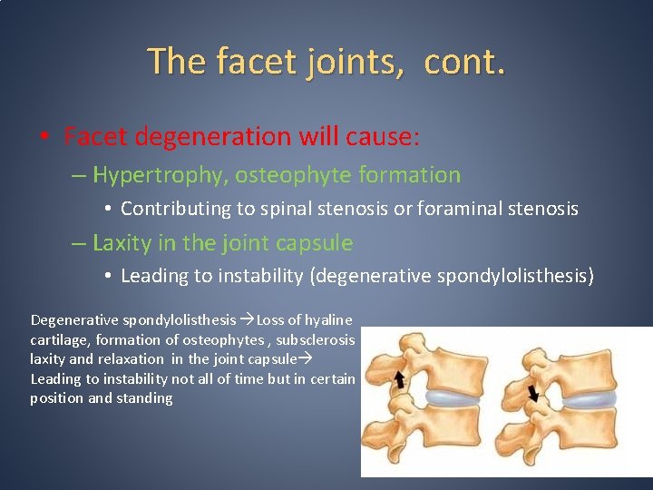 The facet joints, cont. • Facet degeneration will cause: – Hypertrophy, osteophyte formation • The facet joints, cont. • Facet degeneration will cause: – Hypertrophy, osteophyte formation •
