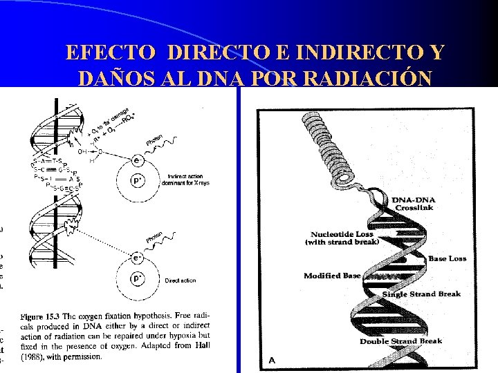 EFECTO DIRECTO E INDIRECTO Y DAÑOS AL DNA POR RADIACIÓN 