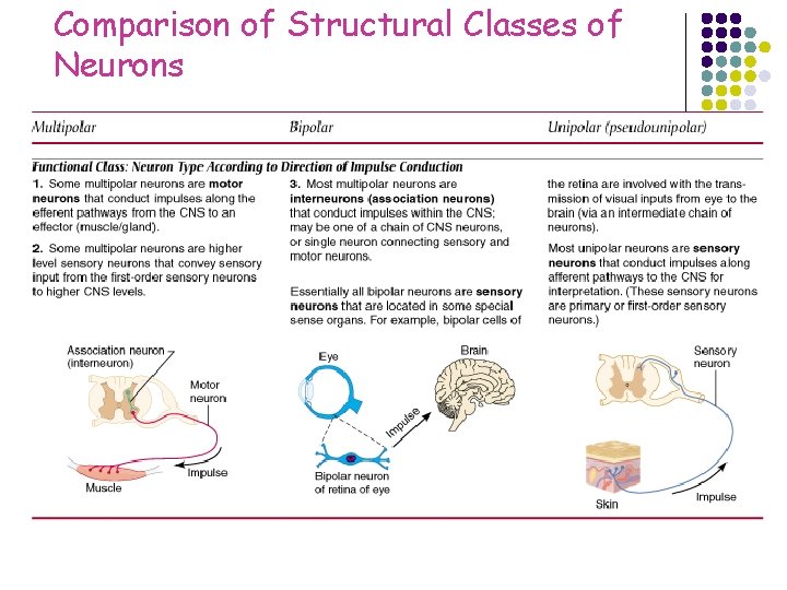 Comparison of Structural Classes of Neurons 