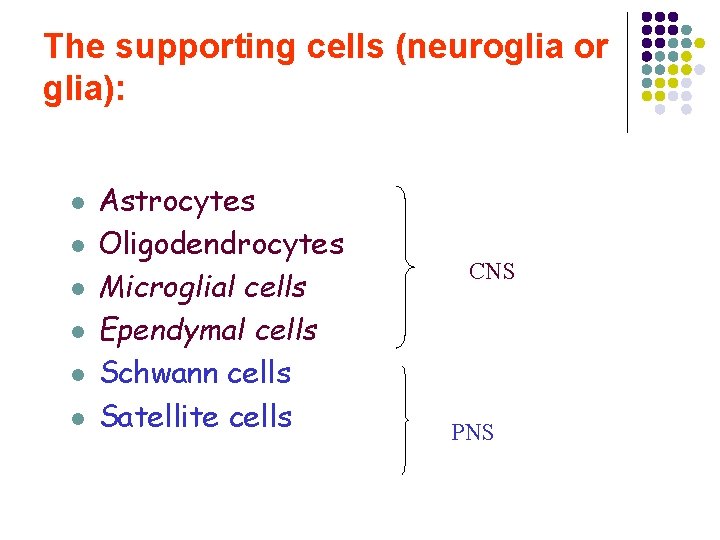 The supporting cells (neuroglia or glia): l l l Astrocytes Oligodendrocytes Microglial cells Ependymal
