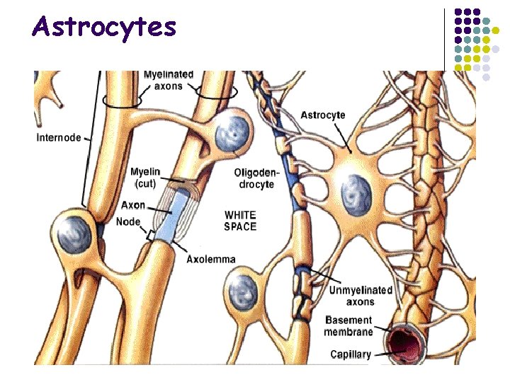 Astrocytes 