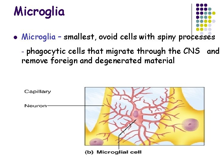 Microglia l Microglia – smallest, ovoid cells with spiny processes - phagocytic cells that