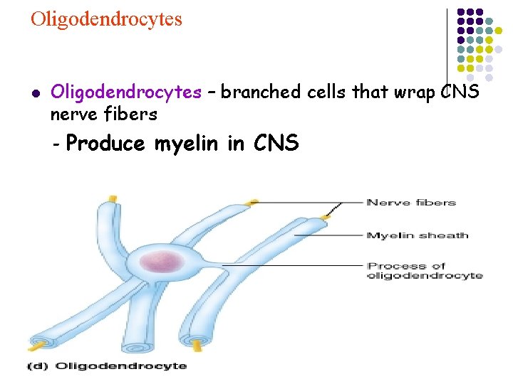 Oligodendrocytes l Oligodendrocytes – branched cells that wrap CNS nerve fibers - Produce myelin