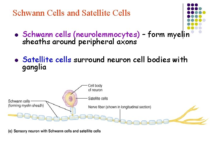 Schwann Cells and Satellite Cells l Schwann cells (neurolemmocytes) – form myelin sheaths around
