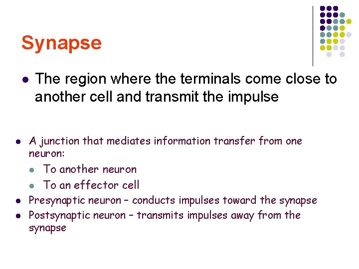 Synapse l l A junction that mediates information transfer from one neuron: l To