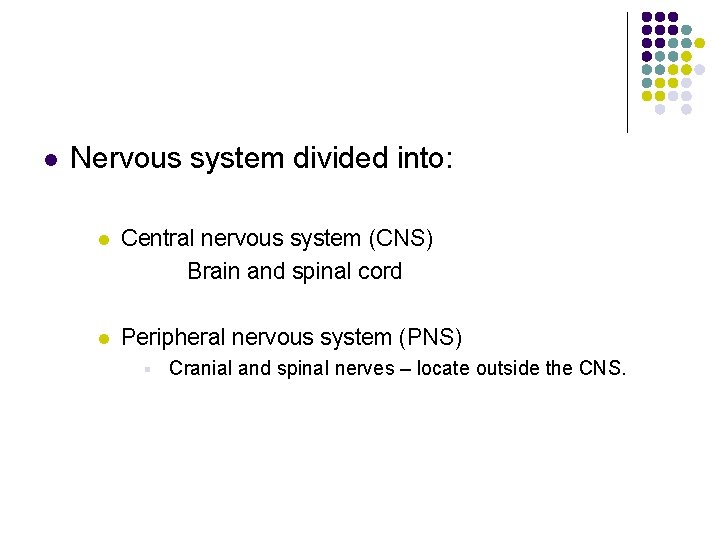 l Nervous system divided into: l Central nervous system (CNS) Brain and spinal cord