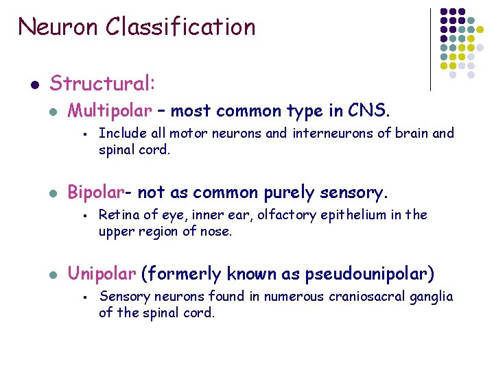 Neuron Classification l Structural: l Multipolar – most common type in CNS. § l