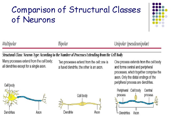 Comparison of Structural Classes of Neurons 