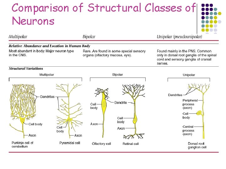 Comparison of Structural Classes of Neurons 