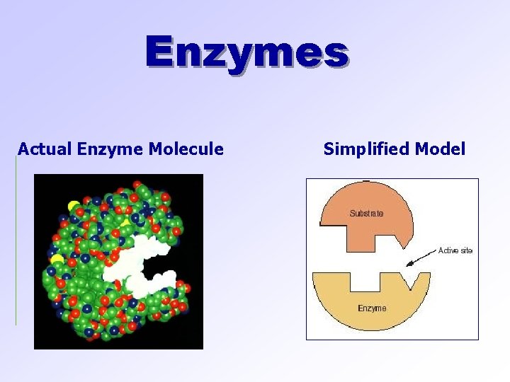 Enzymes Actual Enzyme Molecule Simplified Model 