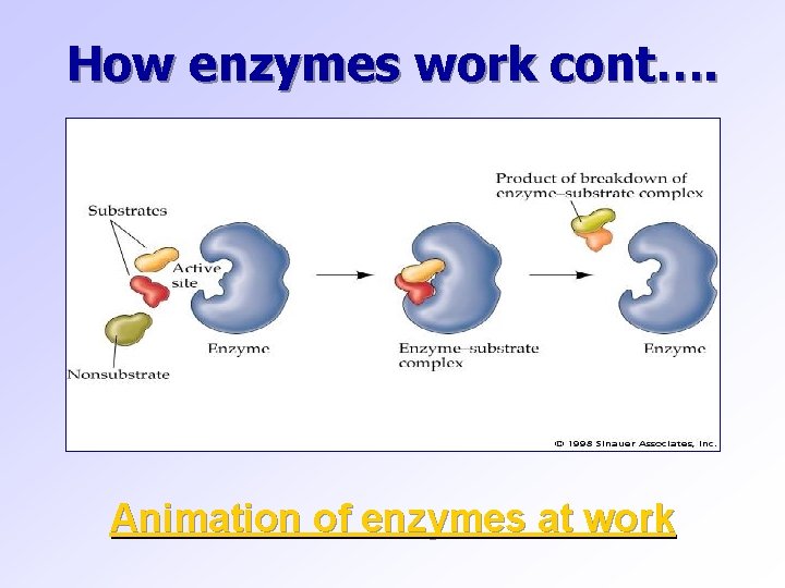 How enzymes work cont…. Animation of enzymes at work 