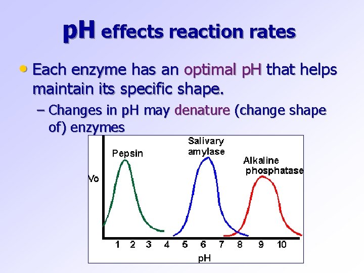 p. H effects reaction rates • Each enzyme has an optimal p. H that