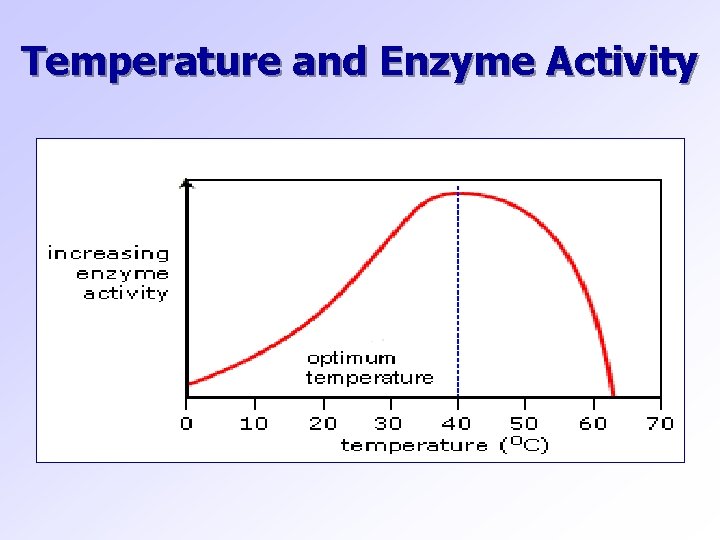 Temperature and Enzyme Activity 