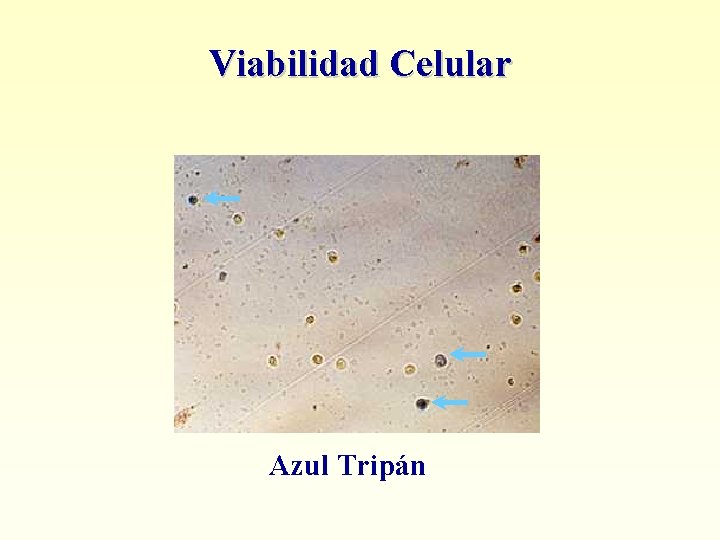 Viabilidad Celular Azul Tripán 