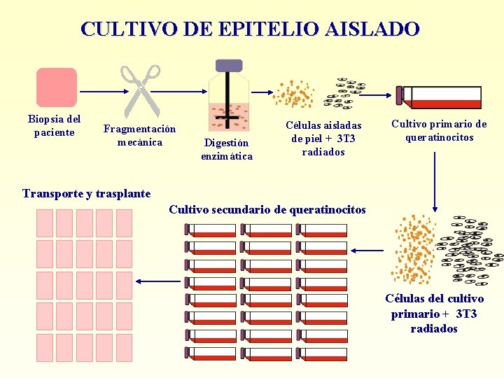 CULTIVO DE EPITELIO AISLADO Biopsia del paciente Fragmentación mecánica Digestión enzimática Células aisladas de