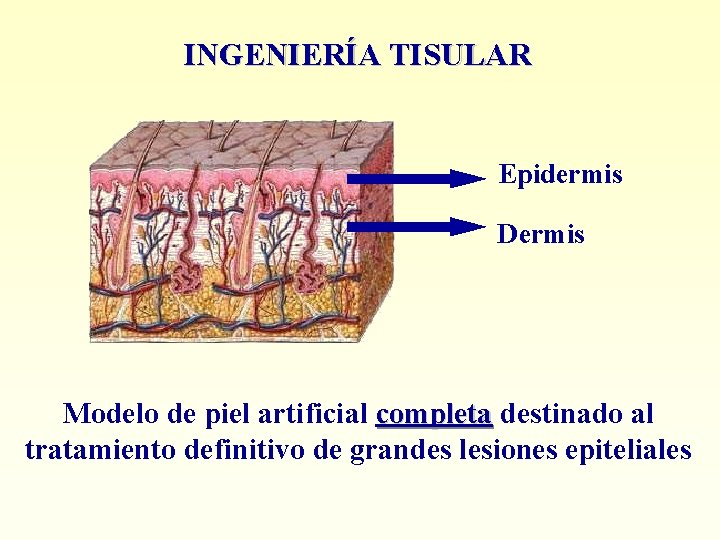 INGENIERÍA TISULAR Epidermis Dermis Modelo de piel artificial completa destinado al tratamiento definitivo de