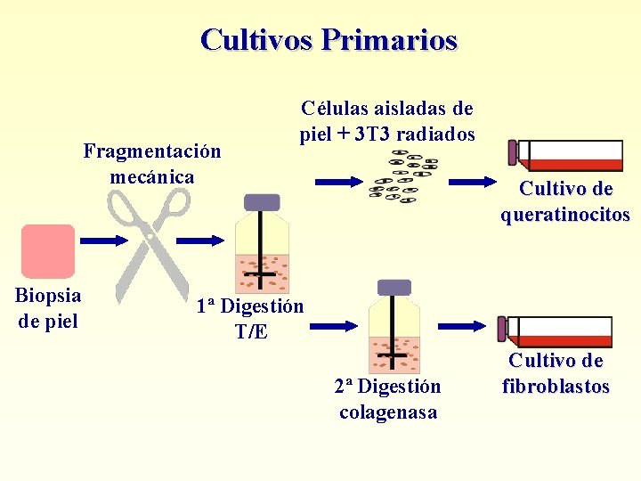 Cultivos Primarios Fragmentación mecánica Biopsia de piel Células aisladas de piel + 3 T