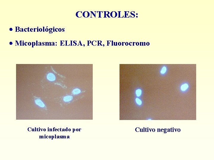 CONTROLES: Bacteriológicos Micoplasma: ELISA, PCR, Fluorocromo Cultivo infectado por micoplasma Cultivo negativo 