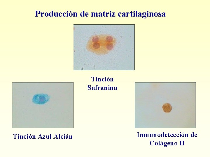 Producción de matriz cartilaginosa Tinción Safranina Tinción Azul Alcián Inmunodetección de Colágeno II 