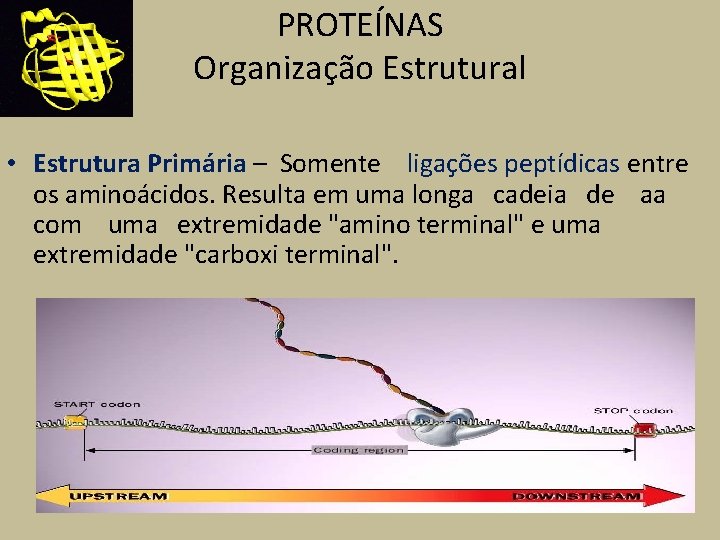 PROTEÍNAS Organização Estrutural • Estrutura Primária – Somente ligações peptídicas entre os aminoácidos. Resulta