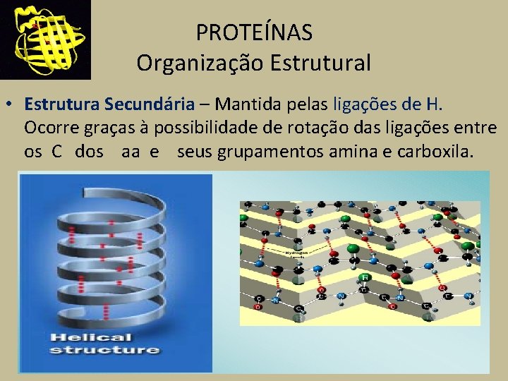 PROTEÍNAS Organização Estrutural • Estrutura Secundária – Mantida pelas ligações de H. Ocorre graças