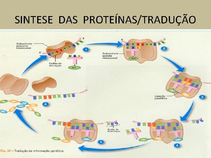 SINTESE DAS PROTEÍNAS/TRADUÇÃO 