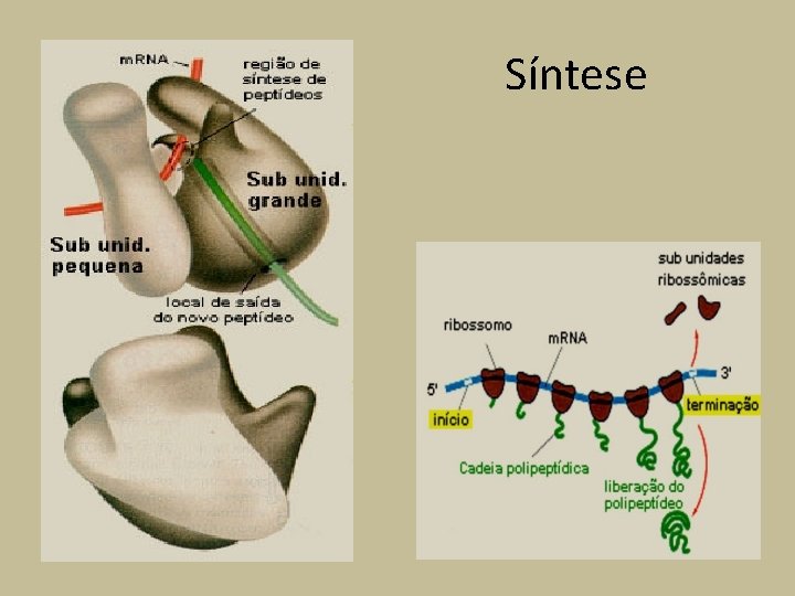 Síntese 