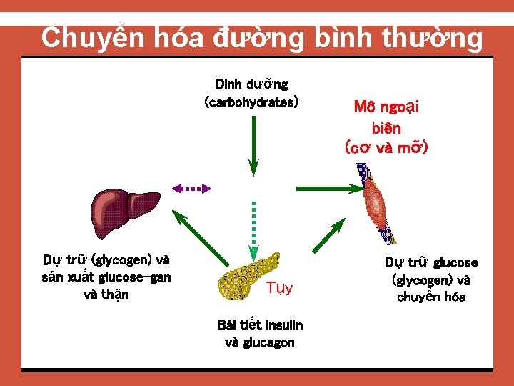 Chuyển hóa đường bình thường Dinh dưỡng (carbohydrates) Mô ngoại biên (cơ và mỡ)